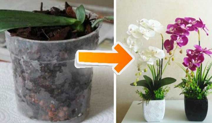 10 conseils simples et pratiques pour faire fleurir des orchidées à la maison