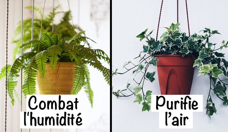 9 plantes d’intérieur pour améliorer l’air de votre maison