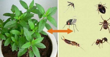 Cette plante est une bénédiction de dieu, elle chasse les souris, les araignées et autres insectes de votre maison