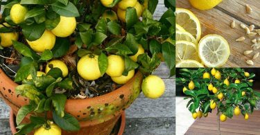 Voici comment cultiver un nombre illimité de citrons dans votre propre cuisine : 1 graine est tout ce dont vous avez besoin
