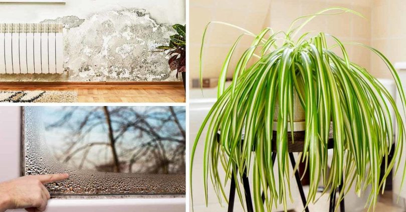 5 plantes d’intérieur qui éliminent la moisissure et la condensation à la maison