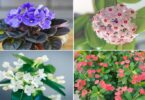 6 plantes d’intérieur qui résistent à l’air sec et à la poussière