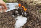 Voici comment éliminer les fourmis du jardin sans produits chimiques