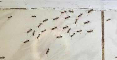 7 astuces pour éloigner les fourmis de la maison et du jardin