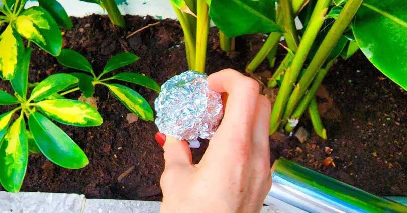 Mettez une boule de papier aluminium sur vos plantes : vous vous débarrasserez de 6 problèmes pour de bon