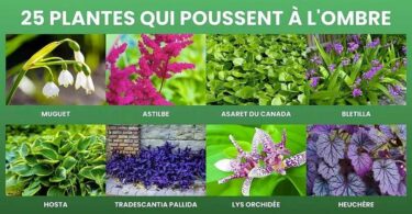 25 plantes qui poussent à l’ombre