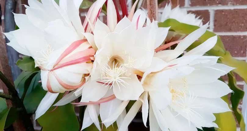 Berceau de Moïse (epiphyllum oxypetalum) : 11 astuces pour l’entretenir et le faire fleurir