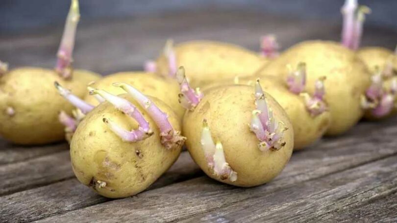 Peut-on Manger des Pommes de Terre Germées (Sans Risque) ?