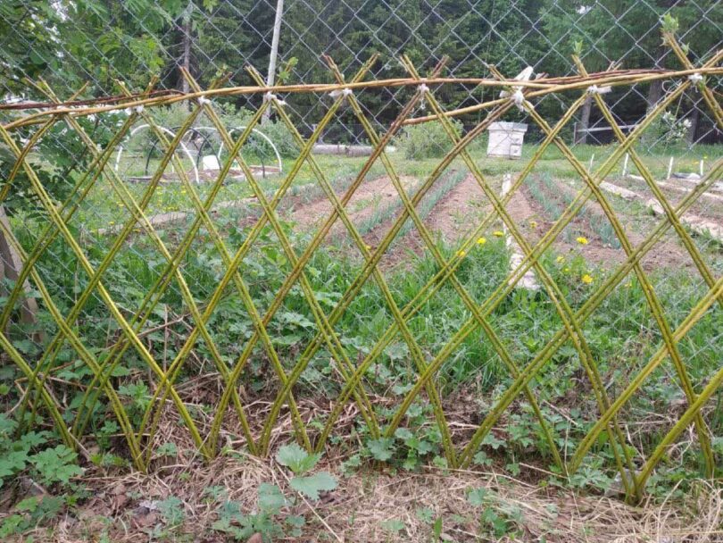 Comment Créer une clôture vivante pour votre propriété : La solution verte