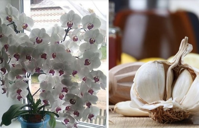 L’ail est un sauveur prêt pour l’orchidée. Seulement 3 gousses d’ail et avec le temps les premiers cocons apparaîtront, qui seront encore plus beaux